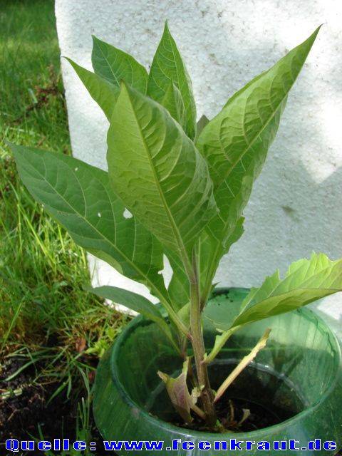 عکسهای شابیزک Atropa belladonna 2